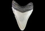 Bargain, Megalodon Tooth - North Carolina #76308-1
